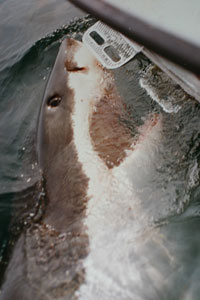 20 ft. Great White Shark